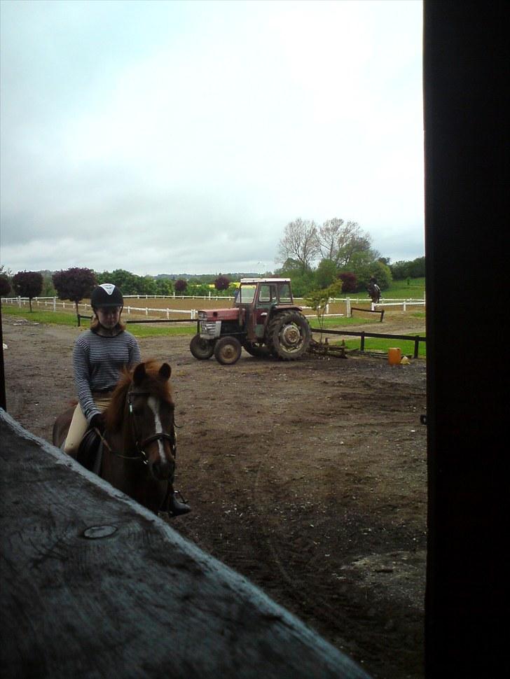 Anden særlig race Lady (Tidligere part) billede 13