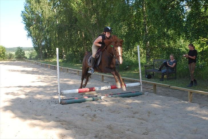 Anden særlig race Lady (Tidligere part) billede 15