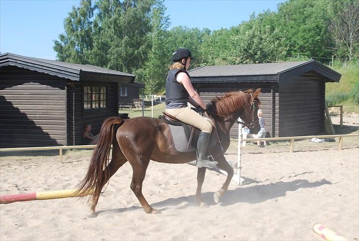 Anden særlig race Lady (Tidligere part) billede 17