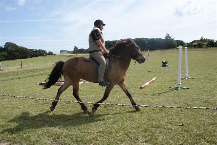 Islænder Rögnhroftur f L.Nørregård solgt  - #8 nyt. trav billede 7