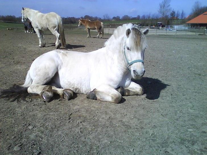 Fjordhest Tulstruplunds Benjamin - ikke min           billede 14