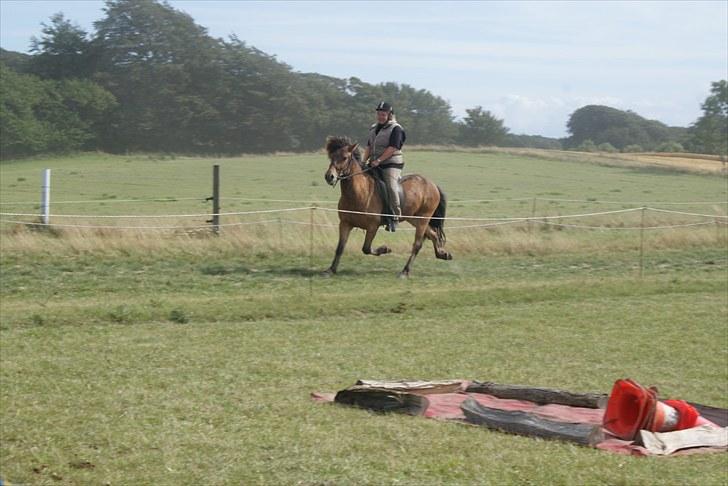 Islænder Rögnhroftur f L.Nørregård solgt  - #11 nyt. trav billede 10