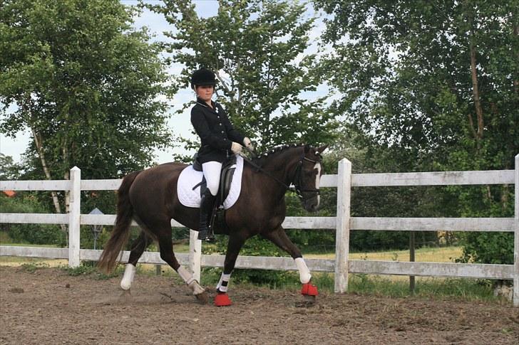 New Forest SG, Madonna<3 *Solgt* - VELKOMMEN TIL STJERNENS PROFIL! - Intet må kopires! billede 1