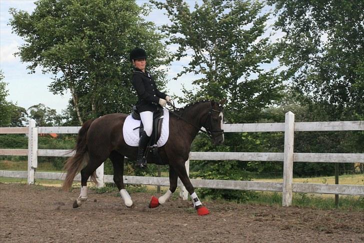 New Forest SG, Madonna<3 *Solgt* - Fordi vi er flotte - Foto: Eliana Vejvad - bsj-foto.dk billede 2