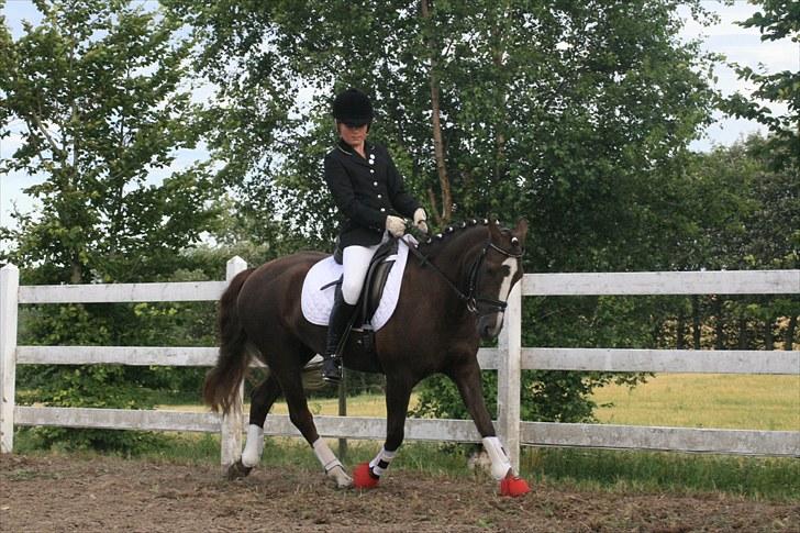 New Forest SG, Madonna<3 *Solgt* - Fordi vi er et team - Foto: Eliana Vejvad - bsj-foto.dk billede 3