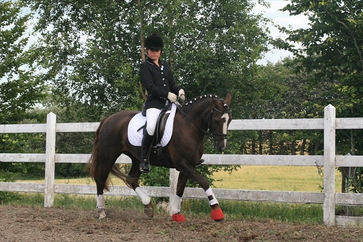 New Forest SG, Madonna<3 *Solgt* - Fordi du er en stjerne - Foto: Eliana Vejvad - bsj-foto.dk billede 4