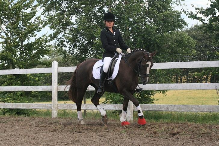 New Forest SG, Madonna<3 *Solgt* - Fordi du er en charmør - Foto: Eliana Vejvad - bsj-foto.dk billede 5
