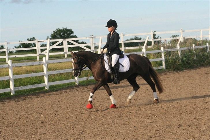 New Forest SG, Madonna<3 *Solgt* - Fordi du er min pony - Foto: Eliana Vejvad - bsj-foto.dk billede 6
