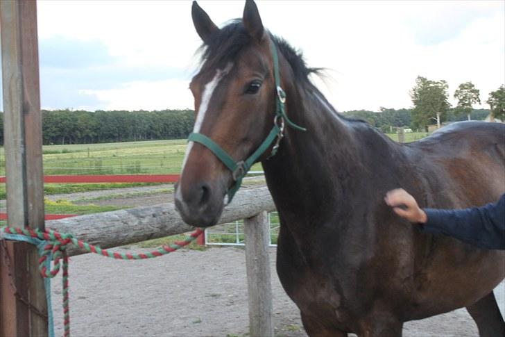Anden særlig race Bøgedal's Fillipa - Alle billederne med de grønne ridebukser, den orange trøje, og det lyserøde underlag, er fra første gang jeg var oppe og prøve hende:D billede 1
