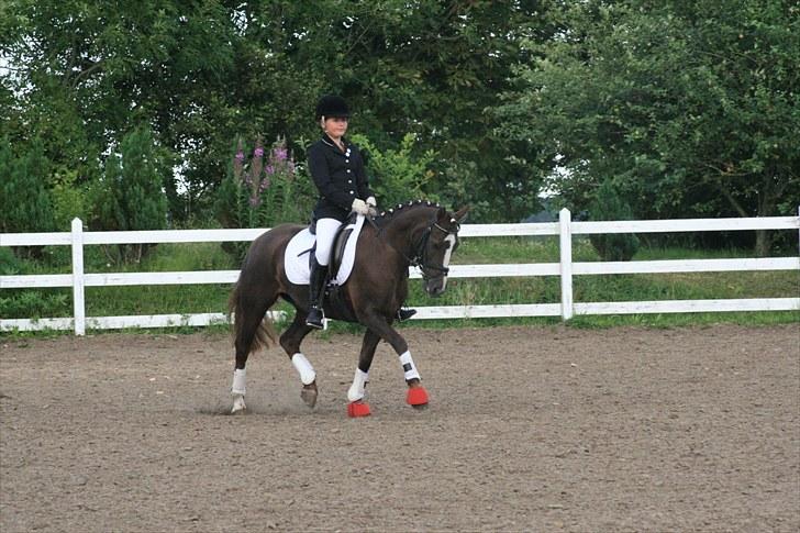 New Forest SG, Madonna<3 *Solgt* - Fordi du er eminent - Foto: Eliana Vejvad - bsj-foto.dk billede 9