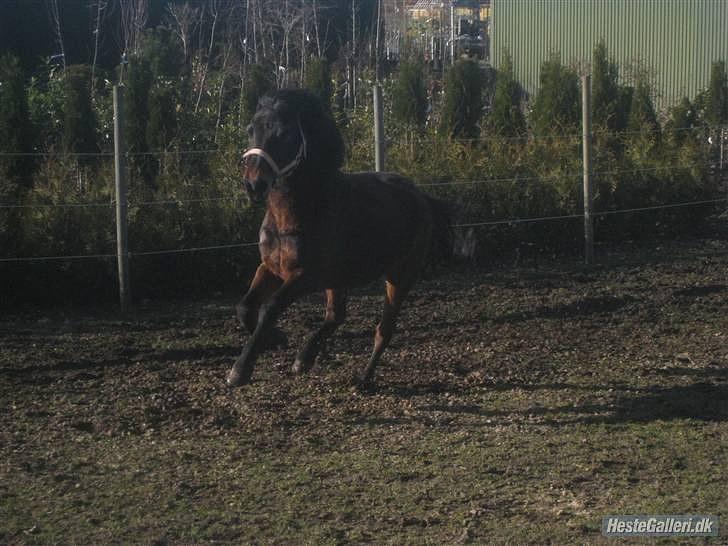 Anden særlig race Brune  [Savnet :'* ] - 5# billede 5