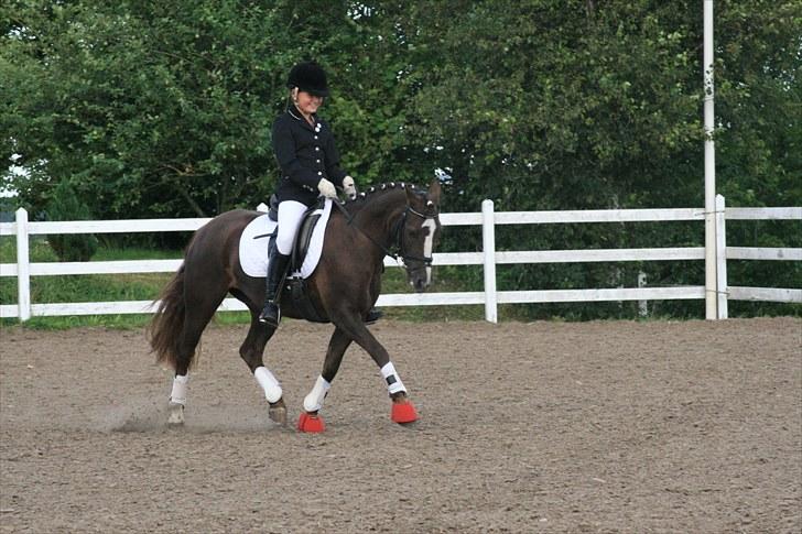 New Forest SG, Madonna<3 *Solgt* - Fordi du er unik - Foto: Eliana Vejvad - bsj-foto.dk billede 10