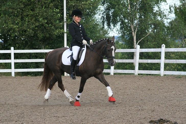 New Forest SG, Madonna<3 *Solgt* - Fordi du er den smukkeste - Foto: Eliana Vejvad - bsj-foto.dk billede 11