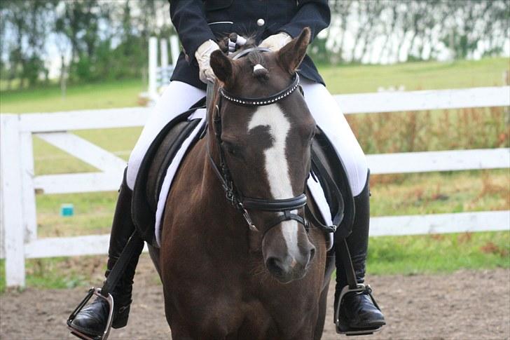 New Forest SG, Madonna<3 *Solgt* - Fordi du er billede smuk!- Foto: Eliana Vejvad - bsj-foto.dk billede 13