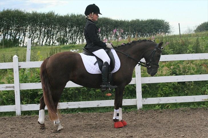 New Forest SG, Madonna<3 *Solgt* - Fordi du er bedårende! - Foto: Eliana Vejvad - bsj-foto.dk billede 15