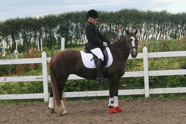 New Forest SG, Madonna<3 *Solgt* - Fordi ingen er som os! - Foto: Eliana Vejvad - bsj-foto.dk billede 16