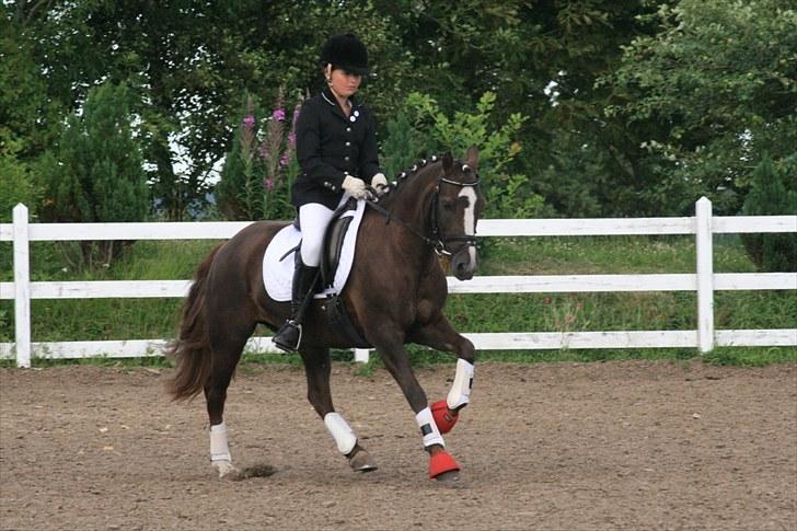New Forest SG, Madonna<3 *Solgt* - Fordi du er en lækker sag - Foto: Eliana Vejvad - bsj-foto.dk billede 17