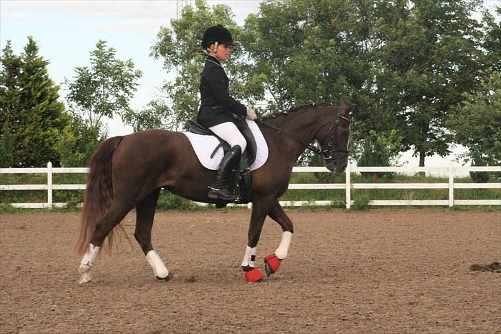 New Forest SG, Madonna<3 *Solgt* - Fordi vi kun er os to for altid! - Foto: Eliana Vejvad - bsj-foto.dk billede 19