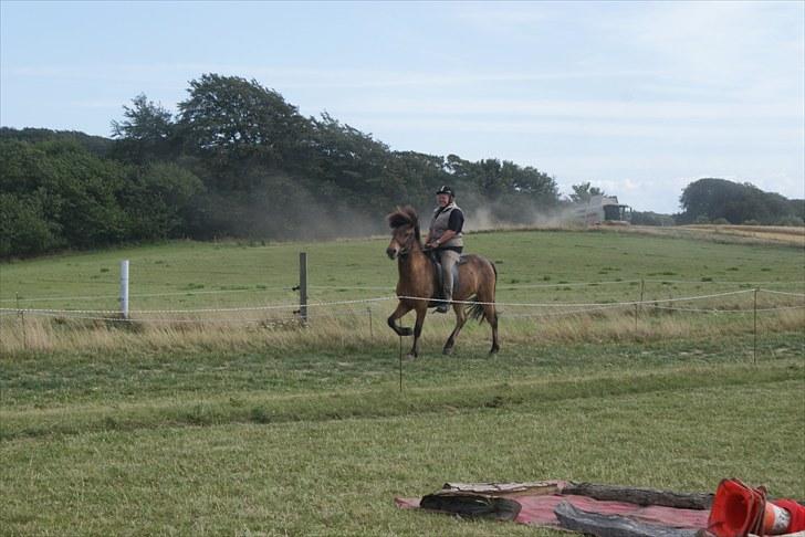 Islænder Rögnhroftur f L.Nørregård solgt  - #18 nyt tölt billede 15