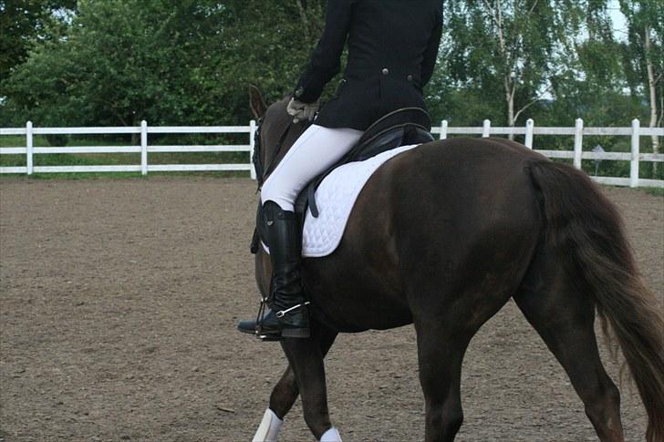 New Forest SG, Madonna<3 *Solgt* - Fordi vores ænde er god! og alting er godt! - Foto: Eliana Vejvad - bsj-foto.dk billede 20