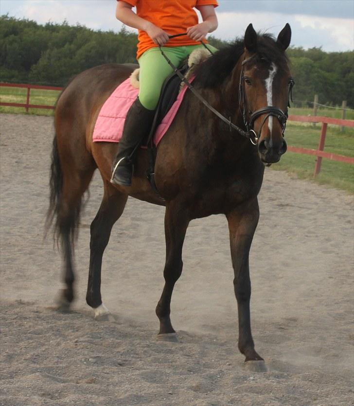 Anden særlig race Bøgedal's Fillipa billede 6