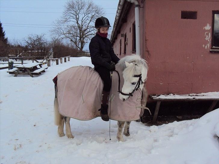 Welsh Mountain (sec A) Gwens Gracie Siggi  - vinter 09 billede 17