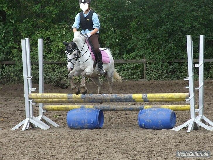 Welsh Mountain (sec A) Gwens Gracie Siggi  - spriiiing:D billede 18