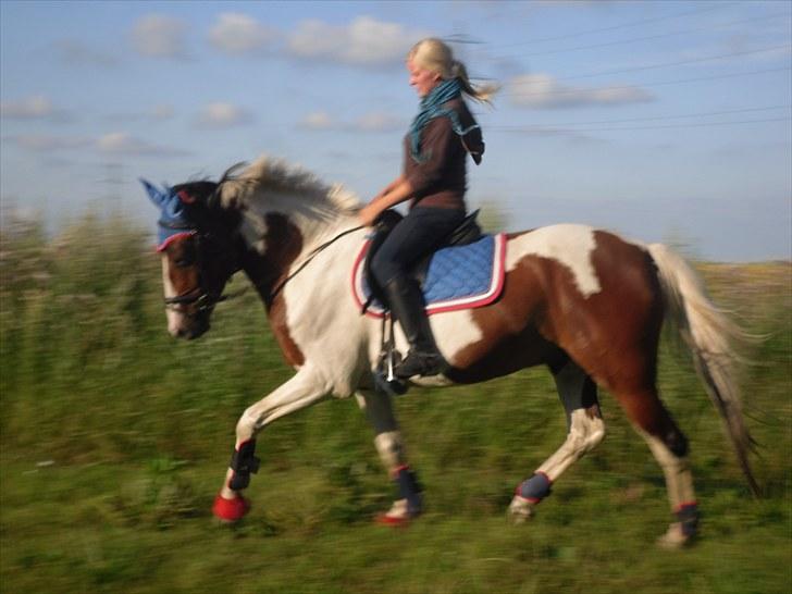 Anden særlig race Bakkelys Hannibal *Lån*  - Lidt dressur 25/7-2010 efter tre dages ferie <3 lille stjerne ! (Nyt udstyr :D) billede 19