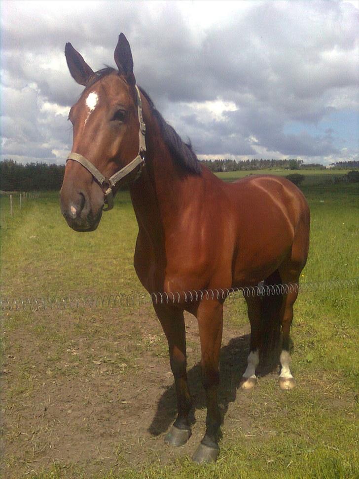 Dansk Varmblod Calahan - dagen efter kalle var kommet hjem :) billede 12
