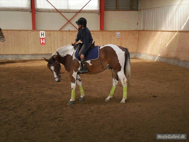 Pinto Elmegårdens Isak SOLGT - HANSENBERG. Fotograf: Simone billede 17