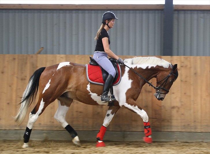 Pinto Elmegårdens Isak SOLGT - 12-07-11 - beriderelev Malisa S Nielsen rider dyret :) billede 18