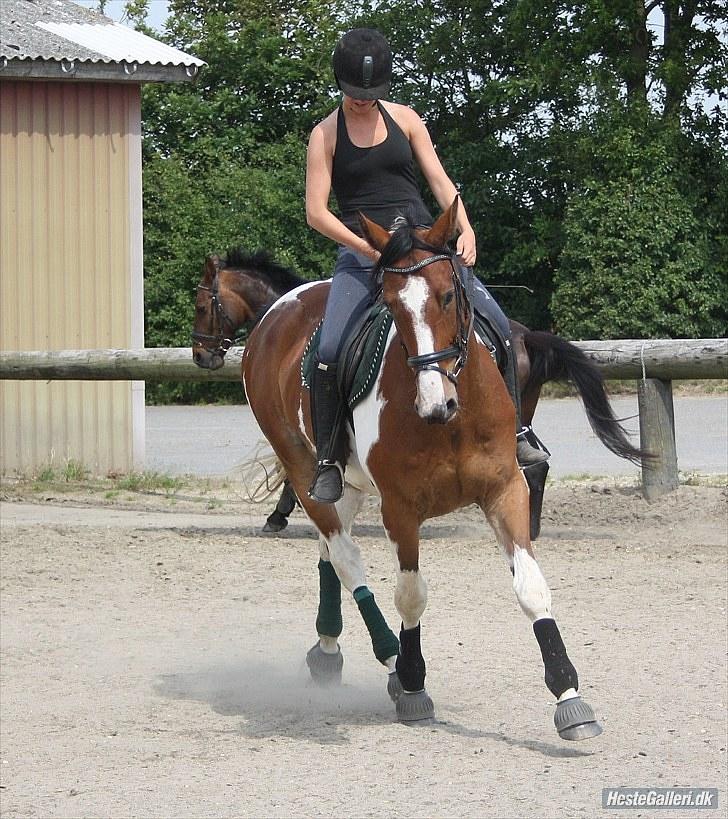 Pinto Elmegårdens Isak SOLGT - ridning d. 21.07.2010 billede 20