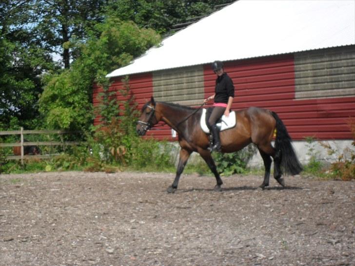 Hannoveraner Shakira (gl. part) billede 8