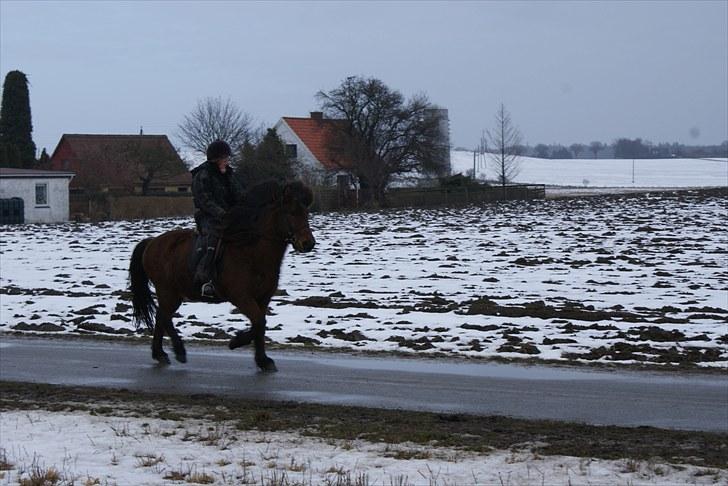 Islænder Sleipnir f Dyssemosen solgt - #10 nyt. tölt billede 10