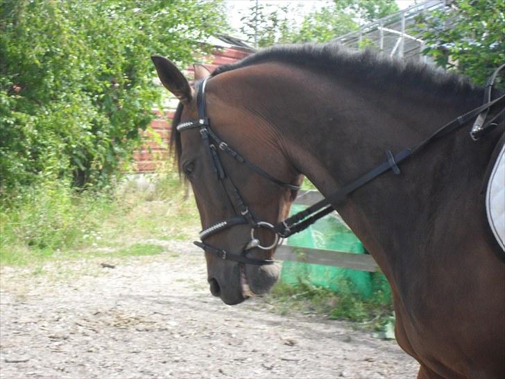 Hannoveraner Shakira (gl. part) - haha SMIIIL :P <3 billede 9