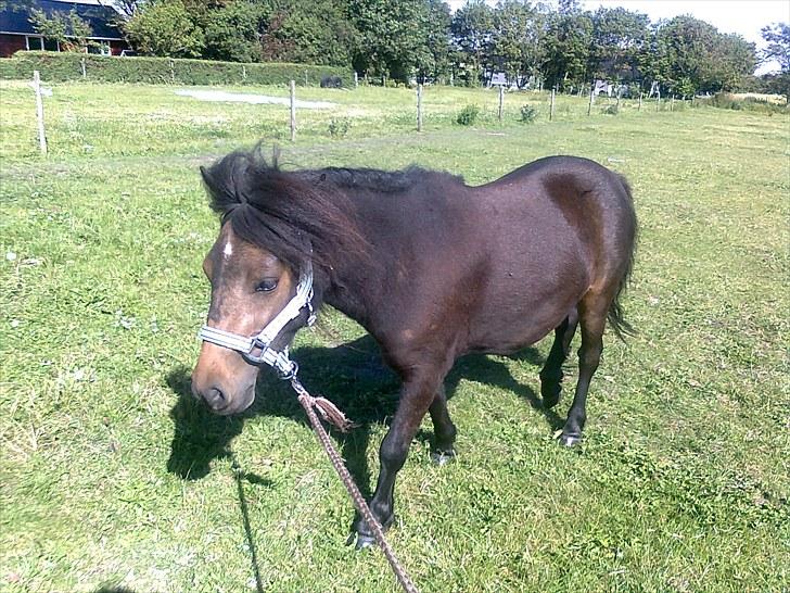 Shetlænder Søgårdens Prinsesse Fiona billede 2