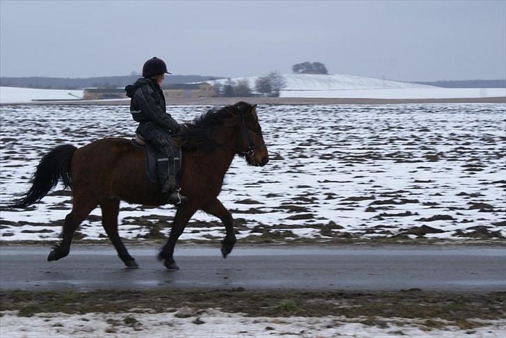 Islænder Sleipnir f Dyssemosen solgt - #11 nyt. tölt billede 11