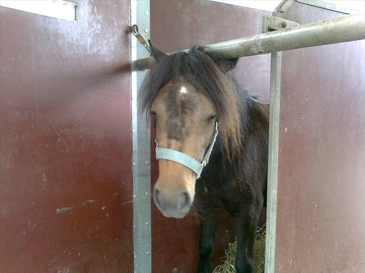 Shetlænder Søgårdens Prinsesse Fiona - I traileren på vej hjem til hendes nye hjem billede 3