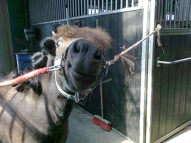 Shetlænder Søgårdens Prinsesse Fiona billede 4