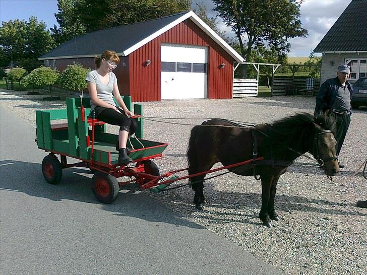 Shetlænder Søgårdens Prinsesse Fiona - Første gang for vogn billede 5