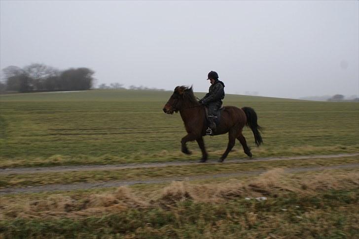 Islænder Sleipnir f Dyssemosen solgt - #12 nyt. tölt billede 12