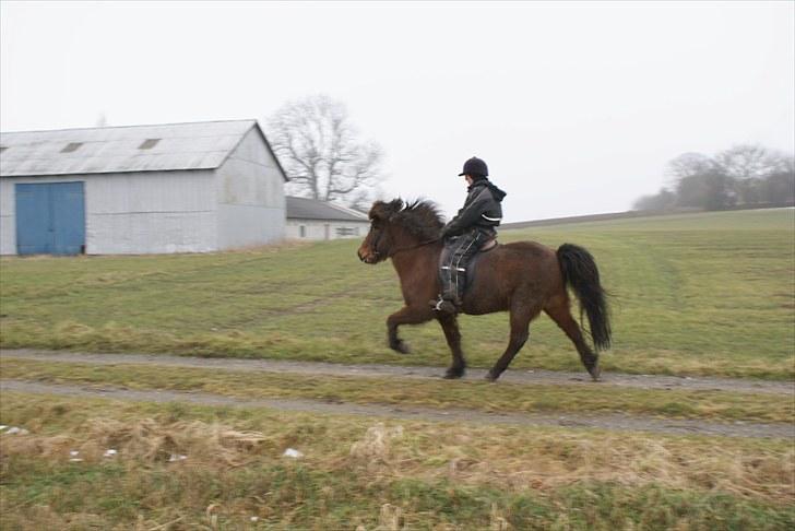 Islænder Sleipnir f Dyssemosen solgt - #13 nyt. tölt billede 13