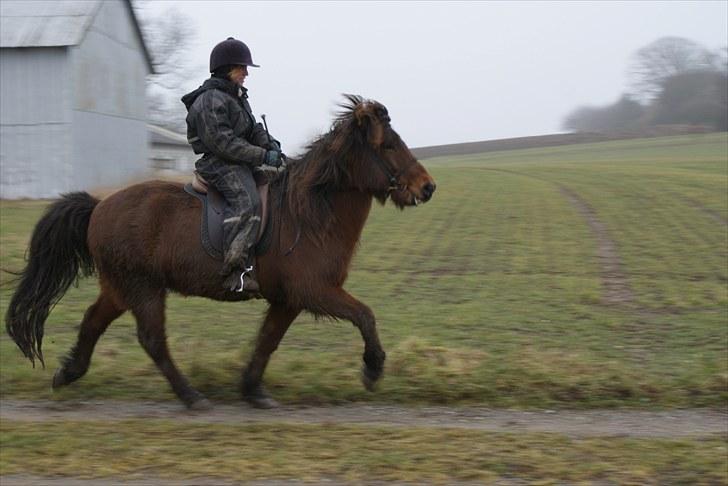 Islænder Sleipnir f Dyssemosen solgt - #14 nyt. tölt billede 14