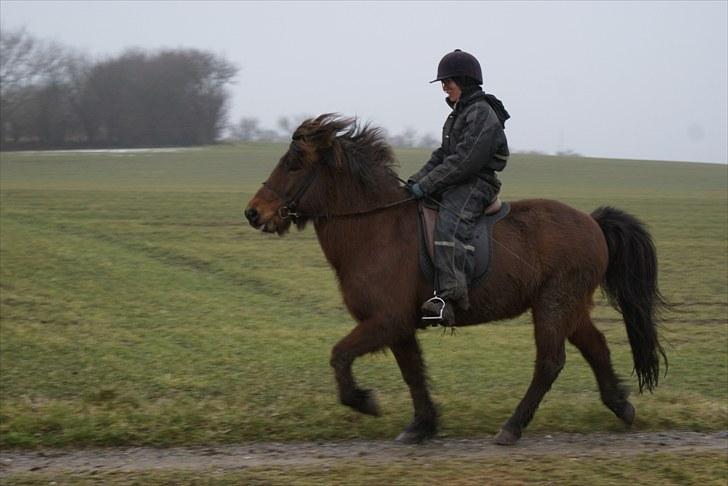 Islænder Sleipnir f Dyssemosen solgt - #15 nyt. tölt billede 15
