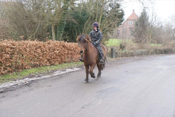 Islænder Sleipnir f Dyssemosen solgt - #16 nyt. min tölt hest billede 16