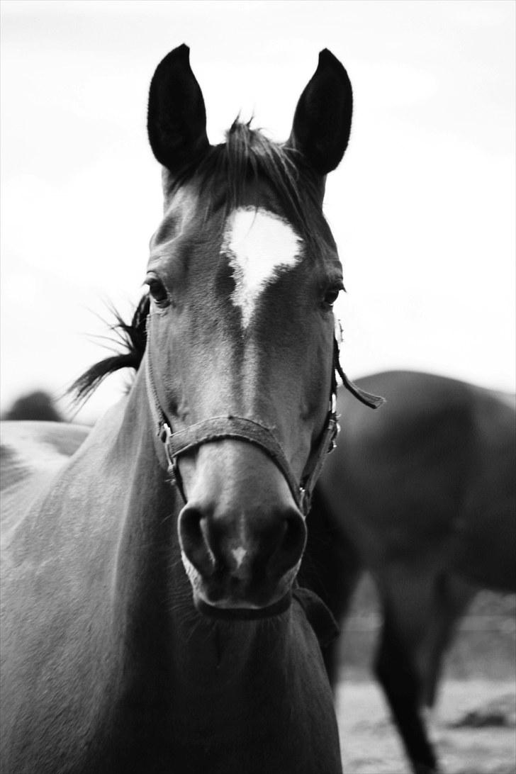 Holstener Quincy - Foto: Pernille Carlsen billede 18