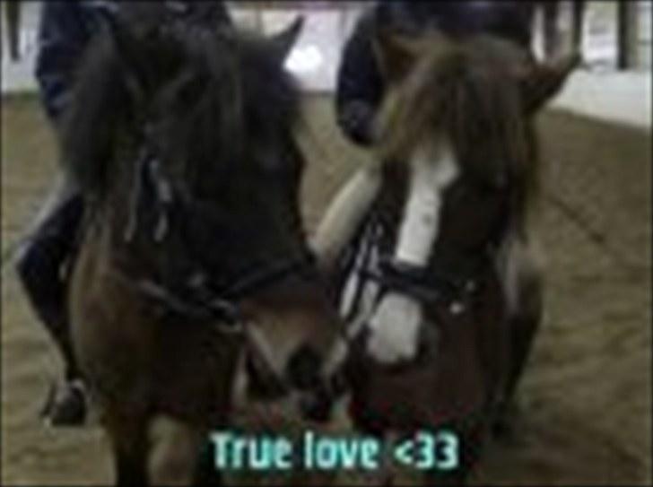 Anden særlig race Lady<3 - Lady og hendes kæreste Chili <3 billede 6