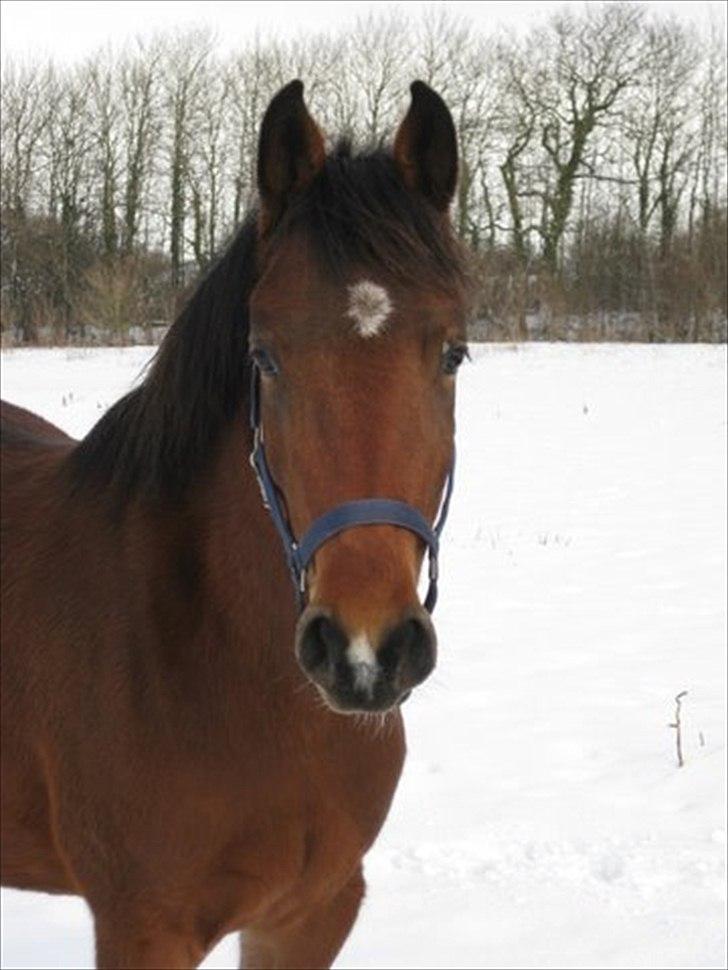 Welsh Partbred (Sec F) First Choice *StaldDK - Mig i sne ( : billede 12
