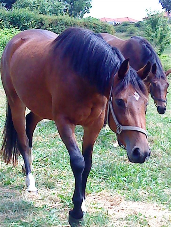 Welsh Partbred (Sec F) First Choice *StaldDK - man bliver lidt træt af den varme. billede 13