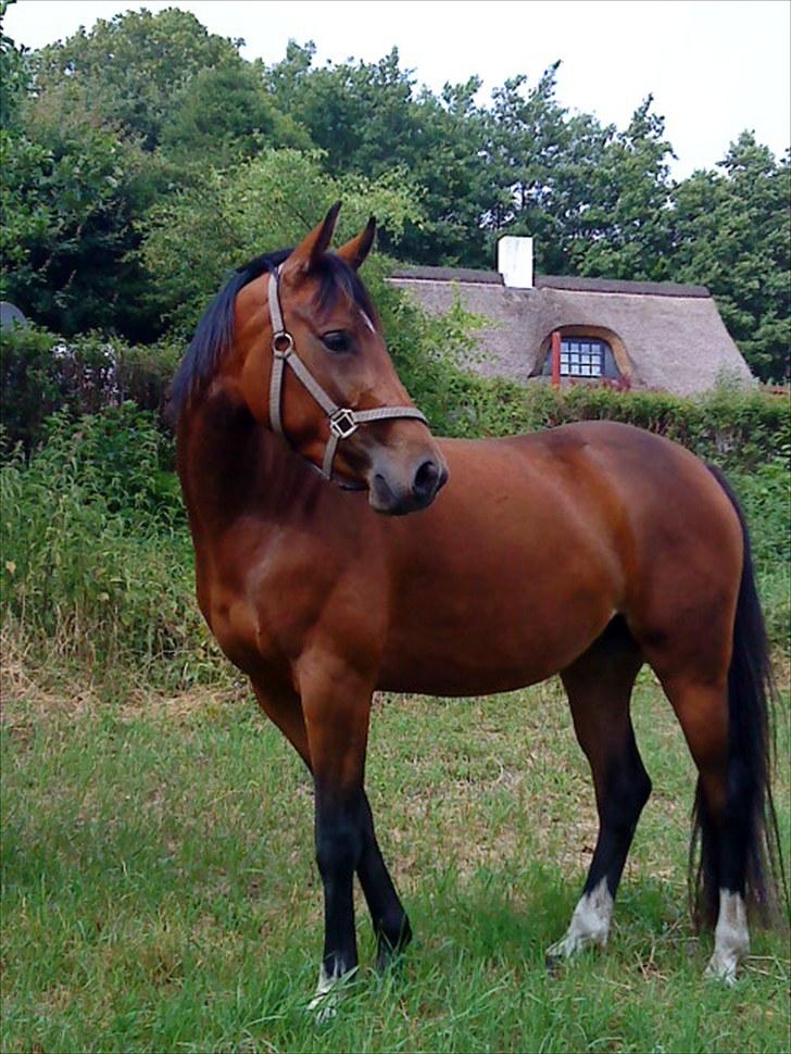Welsh Partbred (Sec F) First Choice *StaldDK - Se mig !!!    smuk ! billede 14